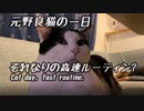 【元野良猫の一日ルーティン？】高速で一日を適当に密着して駆け抜ける