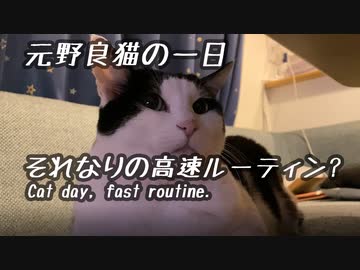 【元野良猫の一日ルーティン？】高速で一日を適当に密着して駆け抜ける