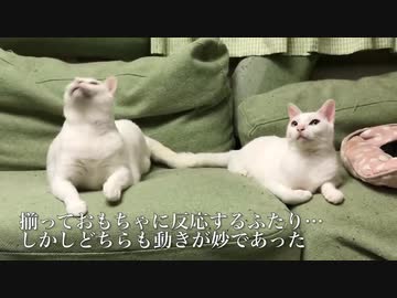 オッドアイの白たぬき(猫)、メロウなビートを刻む