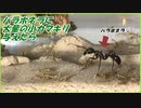 パラポネラに大量の小カマキリを与えたら、狩りが不器用すぎた。