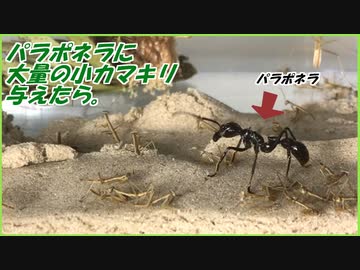 人気の 蟻 動画 1 347本 13 ニコニコ動画
