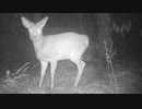 平成最後の狩猟生活(その113)