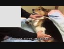 ドライヤーを使われるのは当然だと思っている犬　日替わりワンタ【犬癒し】