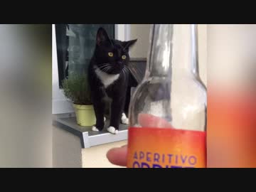 【ねことドイチ】ちゅーるはドイツ製ちゅーるに勝てるのか？