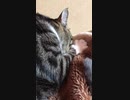うどん職人の朝は早いとは ウドンショクニンノアサハハヤイとは 単語記事 ニコニコ大百科