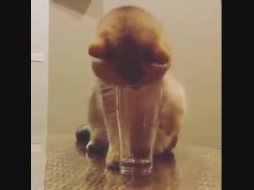 ぬこ『どうやったら飲めるの～～』猫VSコップ
