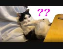 ママの上でどうしてこうなった？寝てるのか座ってるのかよくわからない体勢で固まってた猫。