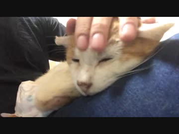 腎不全の愛され地域猫、終の住処で夏を乗り切る