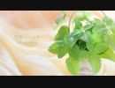 【アイマスRemix】薄荷 -ハッカ- with you, with me【北条加蓮】