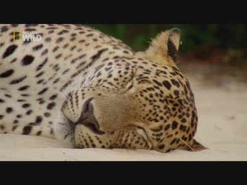 スリランカのフレンズ「湖水の島」