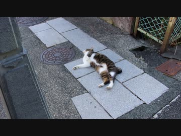 【かゆいのか？】背中を地面にこすり付ける猫ちゃんがかわいい