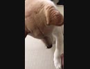 ボールは取って貰った方が早いと知っている柴犬