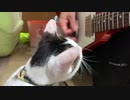 ギターへの興味を失った猫