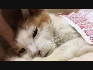 愛されベテラン地域猫、終の住処でその瞳を閉じる