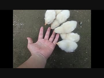 【ぴよぴよっ】手はエサじゃないよ～。。。