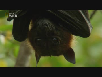 スリランカのフレンズ「雲の森」