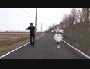 【神崎蘭子＋novo】Bad Apple【踊ってみた】