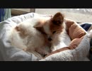 ペットベッドで丸くなるワンコ（パピヨン）