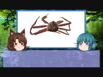 【ゆっくり解説】ゆっくりわかさぎ姫が教える魚　#17匹目　~楚蟹~