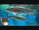 ゆっくりれいむのアクア放浪記　#52　新潟市水族館マリンピア日本海