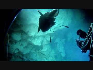 忘却の秘境「化石の海」