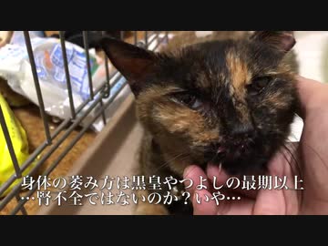 世界の片隅で鳴いていた猫、闇夜の中で保護される