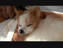ペットベッドで日向ぼっこをするワンコ（パピヨン）