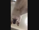 柴犬の裏側を公開します。