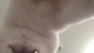 柴犬の裏側を公開します。