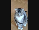 今日も遊んでくださいと立ち上がる猫