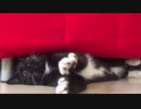 【ねことドイチ】祝 5000再生！！感謝感謝