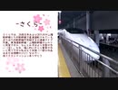 Torchlight ~桜の灯り~