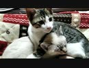 猫の上で寝るネコ