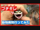 【いくらかかる⁉】繁殖したレオパ(ヒョウモントカゲモドキ)の赤ちゃんを動物病院に連れて行った