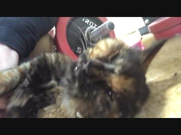 世界の片隅で鳴いていた保護猫、終末期ケアを開始する