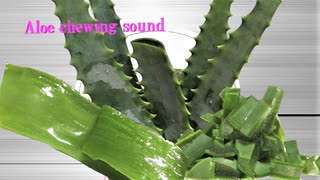 「音フェチ」【咀嚼音】イヤホン推奨！ASMR！リクエスト♪アロエを切ったり皮むきしてみました♪最後は食べてみた！