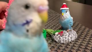 クリスマスインコ