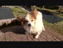 庭で日向ぼっこするワンコ（パピヨン）