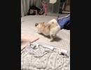 クリスマス・ケチャ