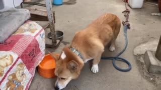 もっと食べたいコーギー犬のレオ