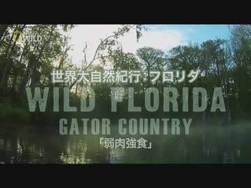 フロリダのフレンズ「弱肉強食」
