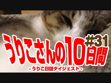 うりこさんの10日間 - 2019#31