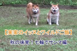 【実家のイッヌとワイルドご飯②】七輪でサンマを焼く