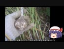 ゆっくり農民122ニンニクを育ててみませんか？#6
