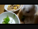 ハムスター飼いました。その85～12月だよ!!体重測定だよ!!～