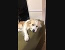 手を握ってくれる愛犬
