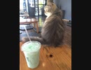 猫カフェ@チェンライ｜CAT 'n' A CUP ｜Thai Views@Chiang Rai