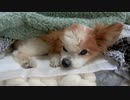 まったりするワンコ（パピヨン）2