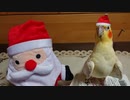 サンタさんに興味のない時のいいちこインコさん