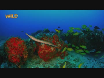 フロリダのフレンズ「海辺の生物」